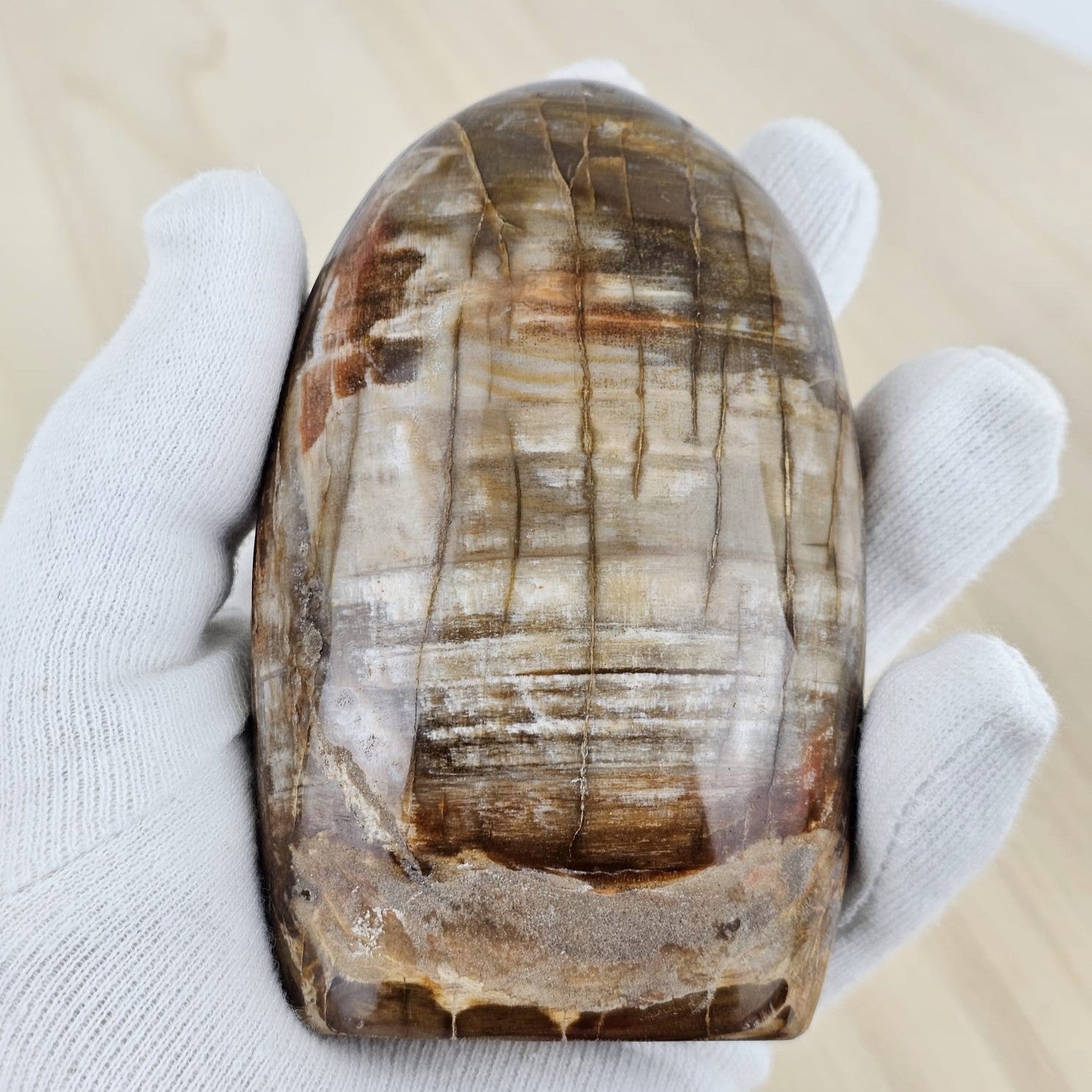 Petrified wood front in hand