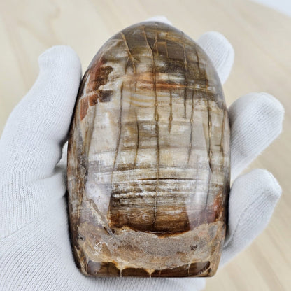 Petrified wood front in hand
