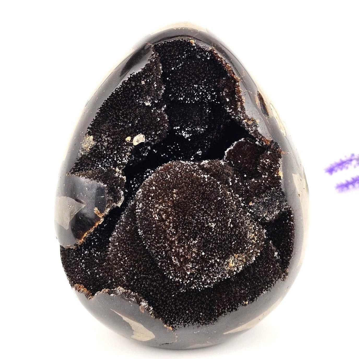 Black and brown septarian egg on a white background
