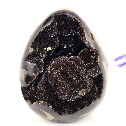 Black and brown septarian egg on a white background